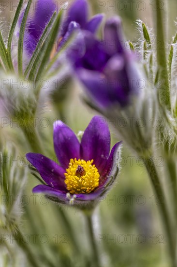 Styrian pasque flower