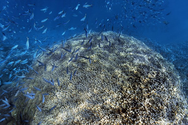 Acropora coral