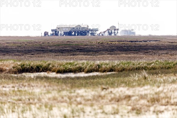 Salt marshes on the coast of Sankt Peter-Ording