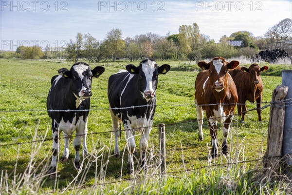 Herd of dairy cows in the meadow