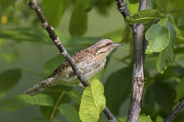 Eurasian wryneck