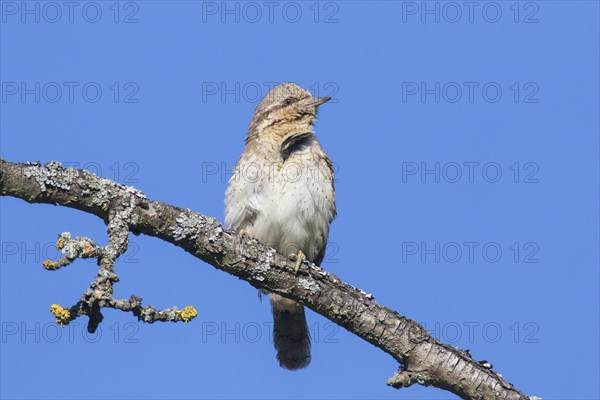 Eurasian wryneck