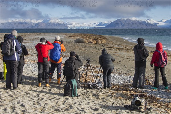 Tourists photographing a group of walruses