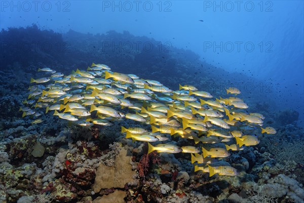 Shoal of fish