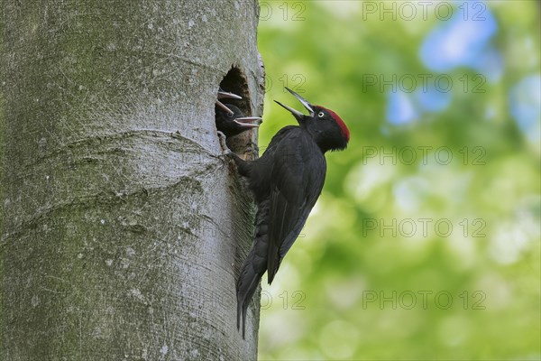 Black woodpecker