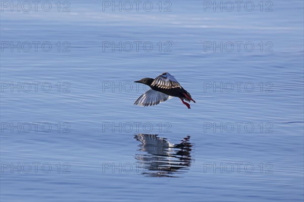 Black guillemot