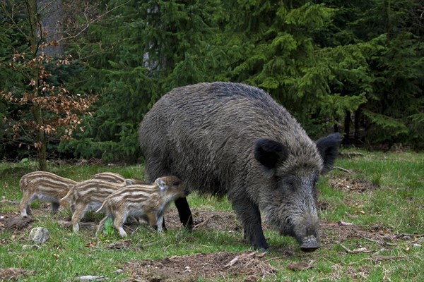 Wild boar