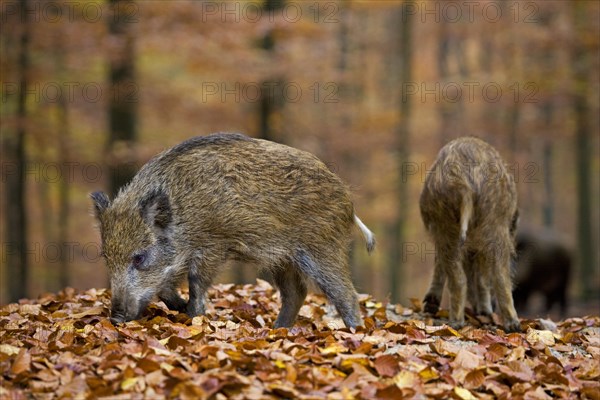 Wild boar