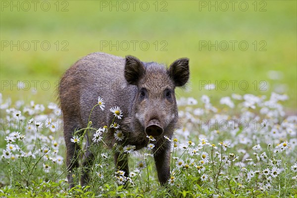 Wild boar