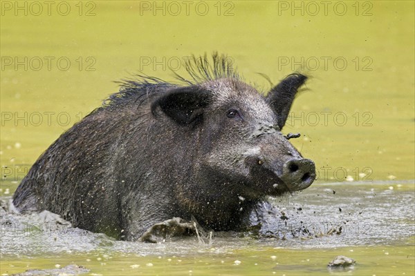 Wild boar