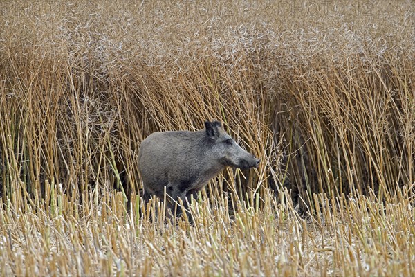 Solitary wild boar