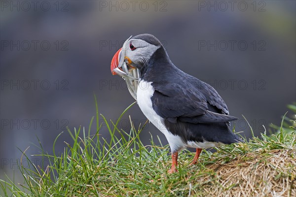 Atlantic puffin