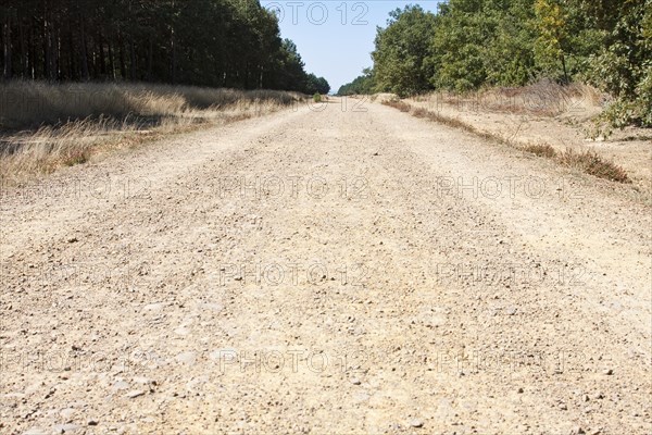 Dusty path through a wooded area in front of San Juan de Ortega