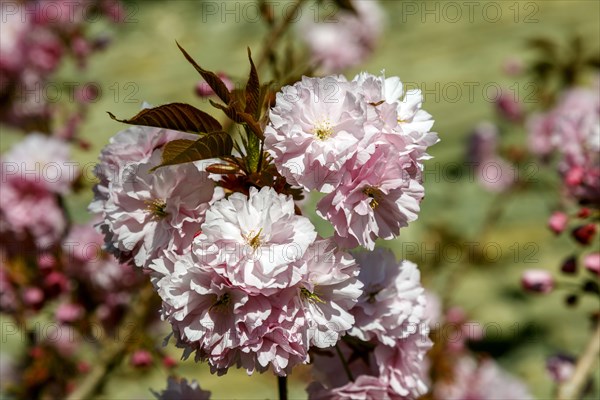 Japanese cherry blossom