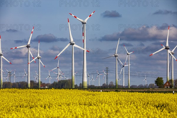 Rape field in full bloom in front of wind turbines near Buesum on the North Sea coast