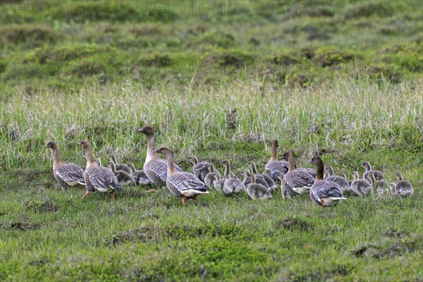 Pink-footed goose