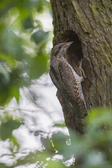 Eurasian wryneck