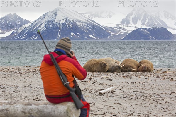 Guide armed with rifle watching walruses