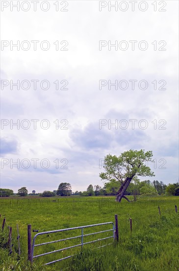 Poplar in a meadow in Fischerhude