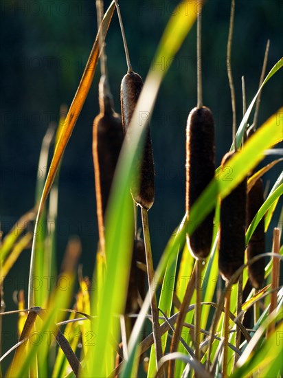 Lesser bulrush