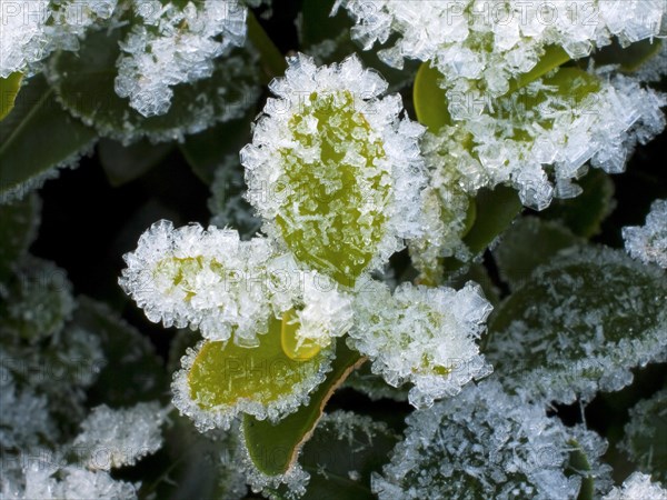 Hoarfrost on a box tree