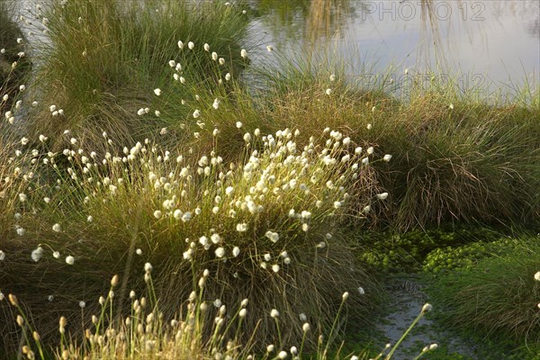 Koenigsmoor cotton grass