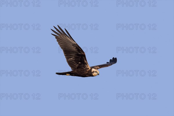 Eurasian marsh harrier