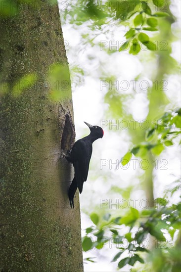 Black woodpecker