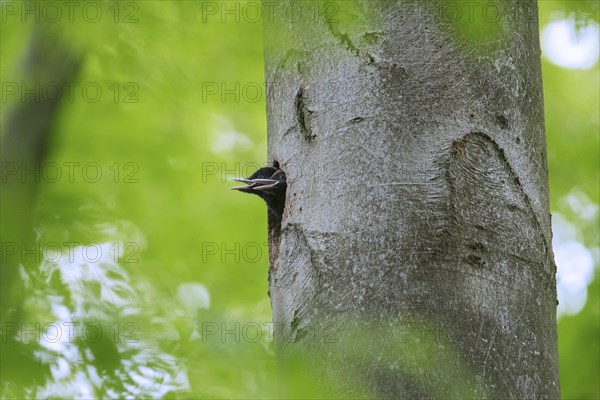 Black woodpecker