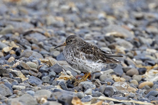 Purple sandpiper