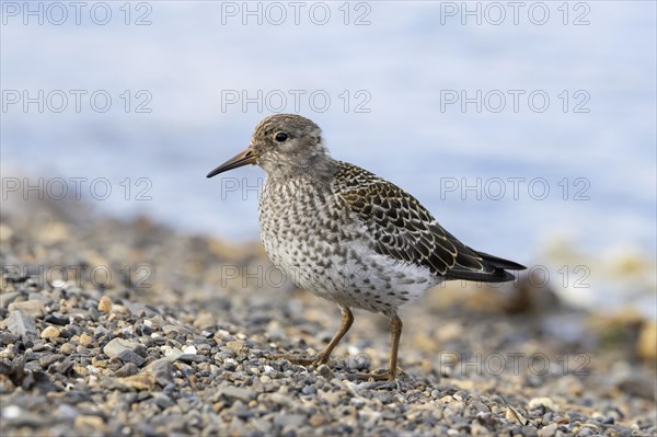 Purple sandpiper