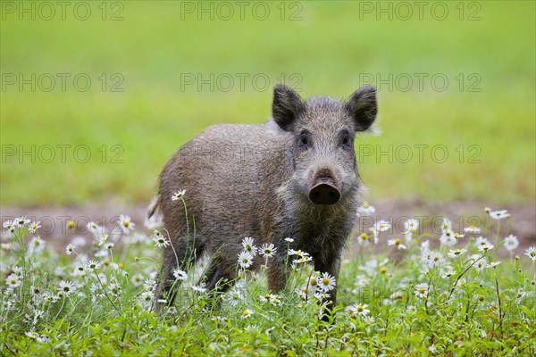 Wild boar