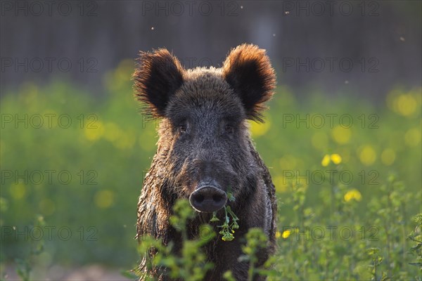 Wild boar