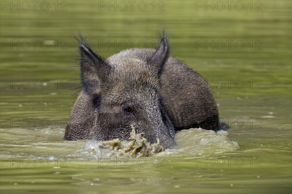 Wild boar