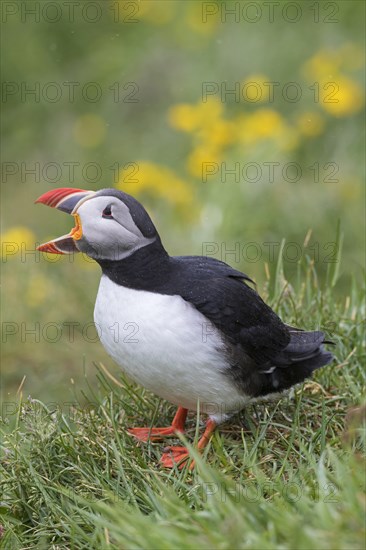 Atlantic puffin