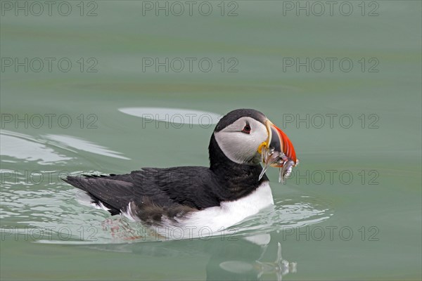 Atlantic puffin