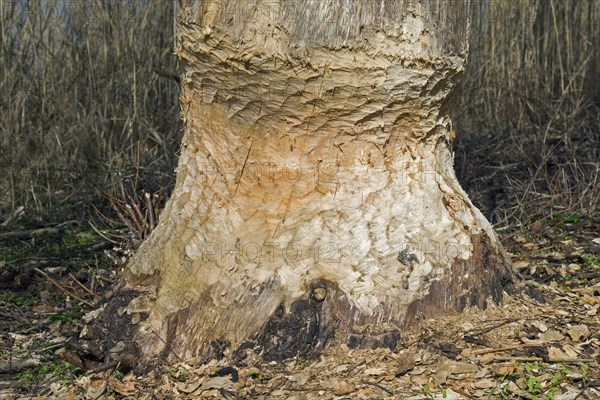 Thick tree trunk showing teeth marks from gnawing by Eurasian beaver
