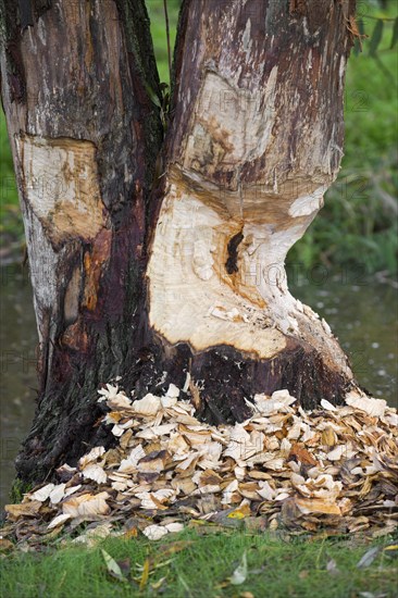 Thick tree trunk showing teeth marks and wood chips from gnawing by Eurasian beaver