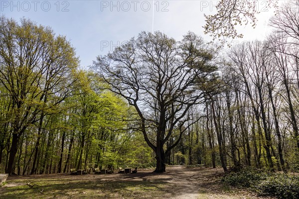 Wilhelmshoehe in the Hoher bush forest