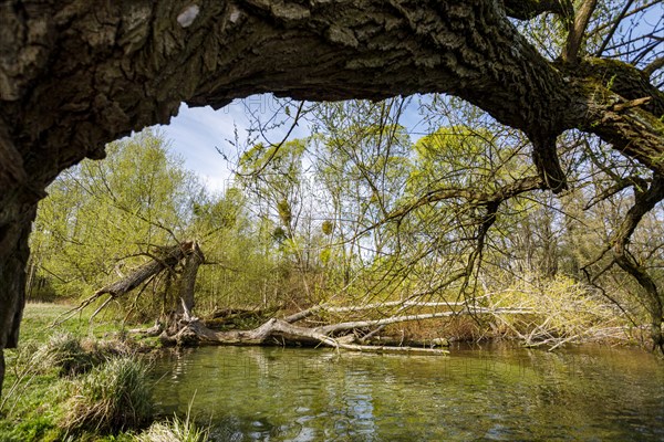 Landscape conservation area at Lake Schwerin