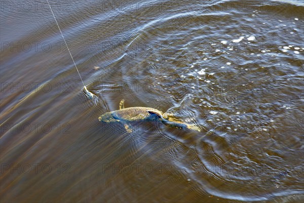 Angler at the Giselau Canal caught a bream