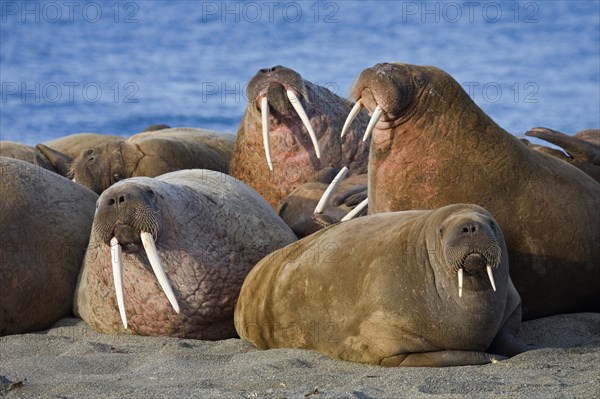 Walruses