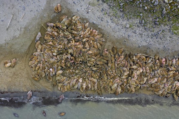 Aerial view over herd of walruses