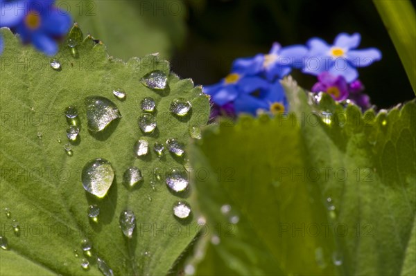 Ladys mantle with water drop