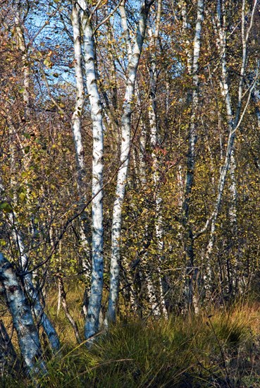 Downy birches