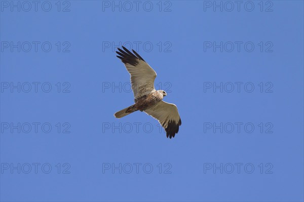 Western Marsh-harrier