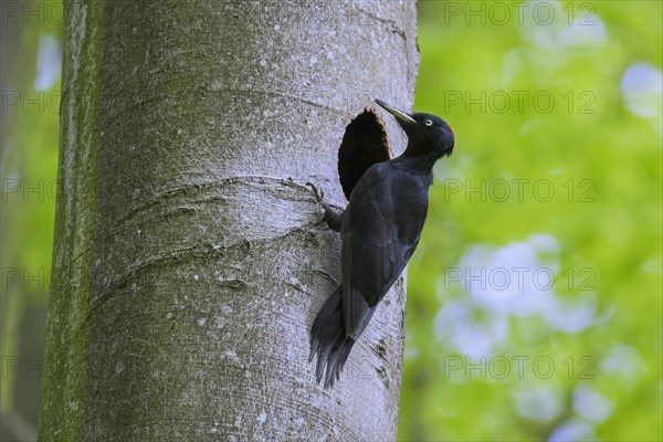 Black woodpecker