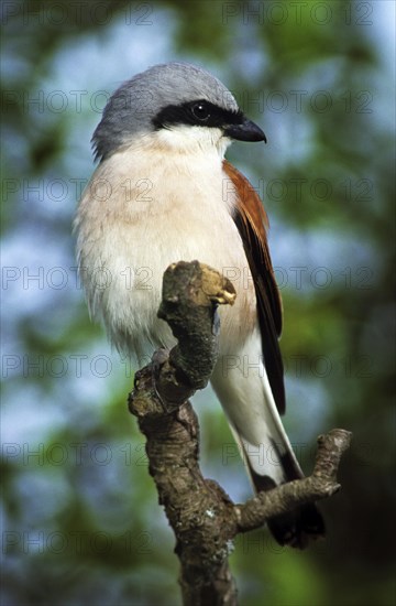 Male Red-backed shrike