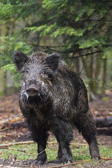 Wild boar