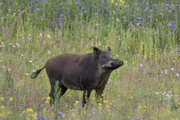 Wild boar